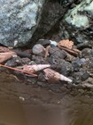 25  Live Aquarium   Pond Snails Freshwater  malaysian Trumpet 