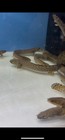 Polypterus Ornate Bichir Live Fish 8in Juvenile Freshwater Aquarium Fish