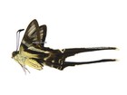 Unmounted Butterfly papilionidae - Lamproptera Curius Walkeri  Male  A-