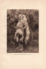 Goes Ahead Custer Scout - Crow Vintage 1925 Gravure Native American Indian