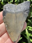 Natural Beautiful 2 43    Megalodon Tooth Fossil Shark Teeth