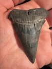 Big 2 6    Carcharodon Shark Tooth Fossil Hastalis White Shark Rare Mako S c 
