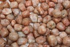 1 4 Lb Bulk Lot Sunstone Tumbled Stone Large  crystal Healing Tumble  4 Oz