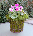  26907  Spanish Moss Preserved  Grass  4oz  120 Cubic In Bag  appx  4oz   7 5983