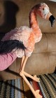 Extremely Rare Folkmanis Pink Flamingo Hand Puppet New With Tags Retired 2009