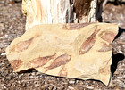 Fossil Eocene Knightia Fish Mass Mortality Plate Green River Formation  Wyoming