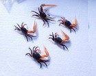 Marine Life Crab Taxidermy- Fiddler Crab  uca Sp   - 57x26 - 61x82mm - 5pcs   