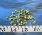   Emerald Nerite Snail Shells   50    Green   Shellcraft   Sailor s Valentines  