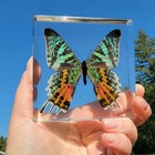 Madagascan Sunset Moth In Resin  Chrysiridia Rhipheus