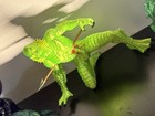 Custom Creature From The Black Lagoon Battle Damaged
