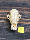 Real Red Fox Unique Animal Mount Halloween Skull Art Craft Mountain Man Canine