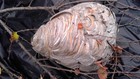 Bald Faced Hornets Nest Intact Science Art Installation Display Branch Tree Bees