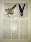 Original Old Antique Print Russian Military Arsinoitherium Skull Lankester 1903