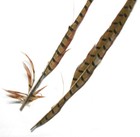  2  Ringneck Pheasant Tail Feathers For Fly Tying crafts Natural Color  585