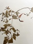 Antique Herbarium Pressed Botanical Specimen  1950s Firecracker Vine 17  X 11 