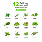 Herb Seeds Variety Pack   12 Essential Culinary Varieties   5000  Heirloom Seeds