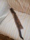      Wild North American Mink Fur Pelt  24      Craft Taxidermy Trapper Find