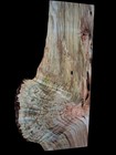 Xl Insanely Curly Maple Burl Wood Blank  Curly Turning Wood Live Edge Maple Burl