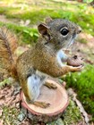 New Red Squirrel Taxidermy  Squirrel Taxidermy  Pine Squirrel  Holding Acorn 