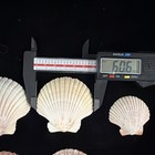 Pecten Shells Lot Of 4 Jacksonville Florida 1979  s255 