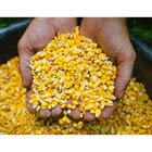 Manna Pro Deer Corn Feed For Deer   Turkey 50 Lb Bag 3 Pack 150 Lb Total