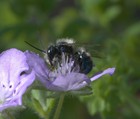 Blue Orchard Mason Bee Cocoons  Inspected  Hand-cleaned  Spring Pollinators