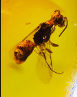 Fossil Burmite Cretaceous Burmese Amber Rare Bee Insect Amber Fossil Myanmar