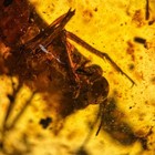 Huge Cricket In Burmese   Burmite Amber Fossil   100  Genuine Amber