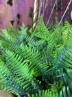Rain Lamp Foliage  ferns 