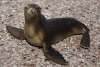 Schleich Sea Lion Adult Seal Marine Animal Figure 14365 Retired 2006