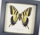 Papilio Multicaudata Pusillus Female Butterfly Two Tailed Swallowtail Framed