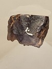 Triceratops Tooth  Hell Creek Formation Dinosaur Fossil  Floating Display Ref401