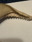 Shark Jaw And Teeth Clean Taxidermy Shark Teeth 12x6 Inch