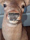 Taxidermy Whitetail Deer Shoulder Mount Hunting Cabin Decor Lodge Farmhouse
