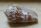 F Textile Conus Nice Pattern Nature Hue Size Massive Red Sea Shell Specimen 91mm