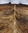 High End Brazilian Xxlarge Exotic Brindle Natural Cowhide Rug skin  Cl-213