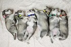 20 Pack Puppy Id Collar Identification Adjustable Breakaway Whelping Collars