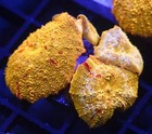 Diyreefer Live Coral Wysiwyg Poletti Jawbreaker 7 Polyp Colony Big Polyps 2  