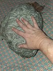 32  Diameter  Huge Bald-faced Hornet Nest From The Appalachian Mountains In Swva