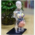 Human Body Anatomy Assembly Model Medical Teaching Pregnant Woman Pregnancy Mold