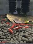 20  Fire Red Shrimp Neocaridina Shrimp Free Shipping Best Price