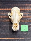 Real Red Fox Unique Animal Mount Halloween Skull Art Craft Mountain Man Canine