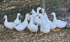 12 Jumbo Pekin Hatching Duck Eggs