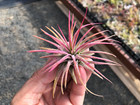 Ionantha Pink Air Plant  beautiful Color Tillandsia 