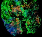 Big A   Sw Lw Uv Fluorescent Clinohedrite Willemite Hardystonite Franklin Nj