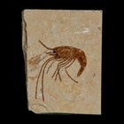1 5  Fossil Shrimp Carpopenaeus Cretaceous Age 100 Mil Yrs Old Lebanon Coa