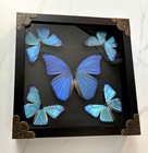 Framed Blue Morpho Butterflies  Real Butterfly Specimen Display Frame  