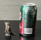 Antique Miniature Austrian Wiener Bronze  gesch  tzt  Cat Sculpture  2 3 8  T