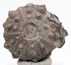 Sea Urchin Fossil Shell Mineral Echinoid Echinoderm Specimen Morocco