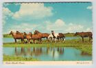 Postcard 4x6 Nc Outer Banks Ponies Horses Reflection Beach Ocracoke